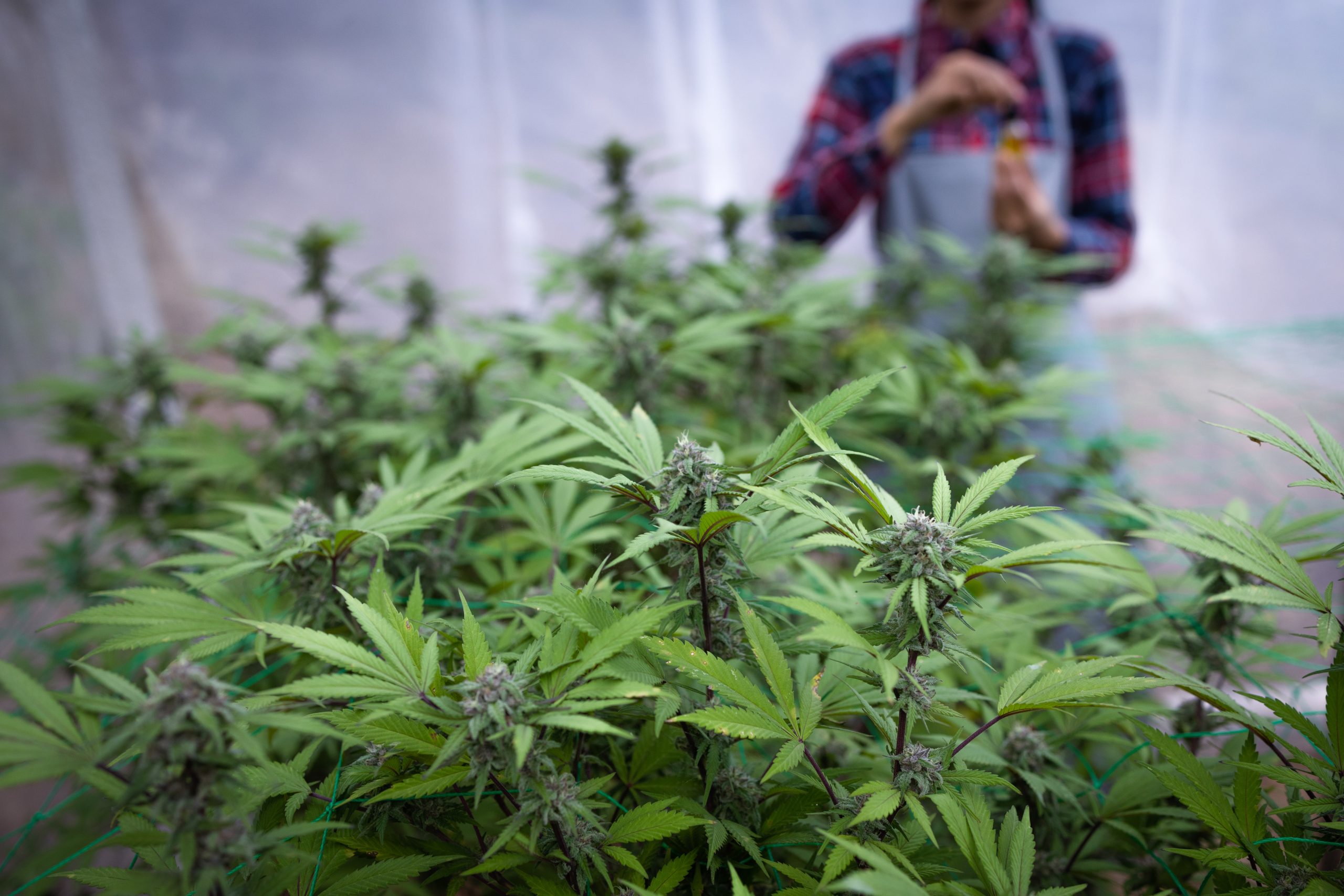 Cannabis agriculture students horticulture lab growing plants