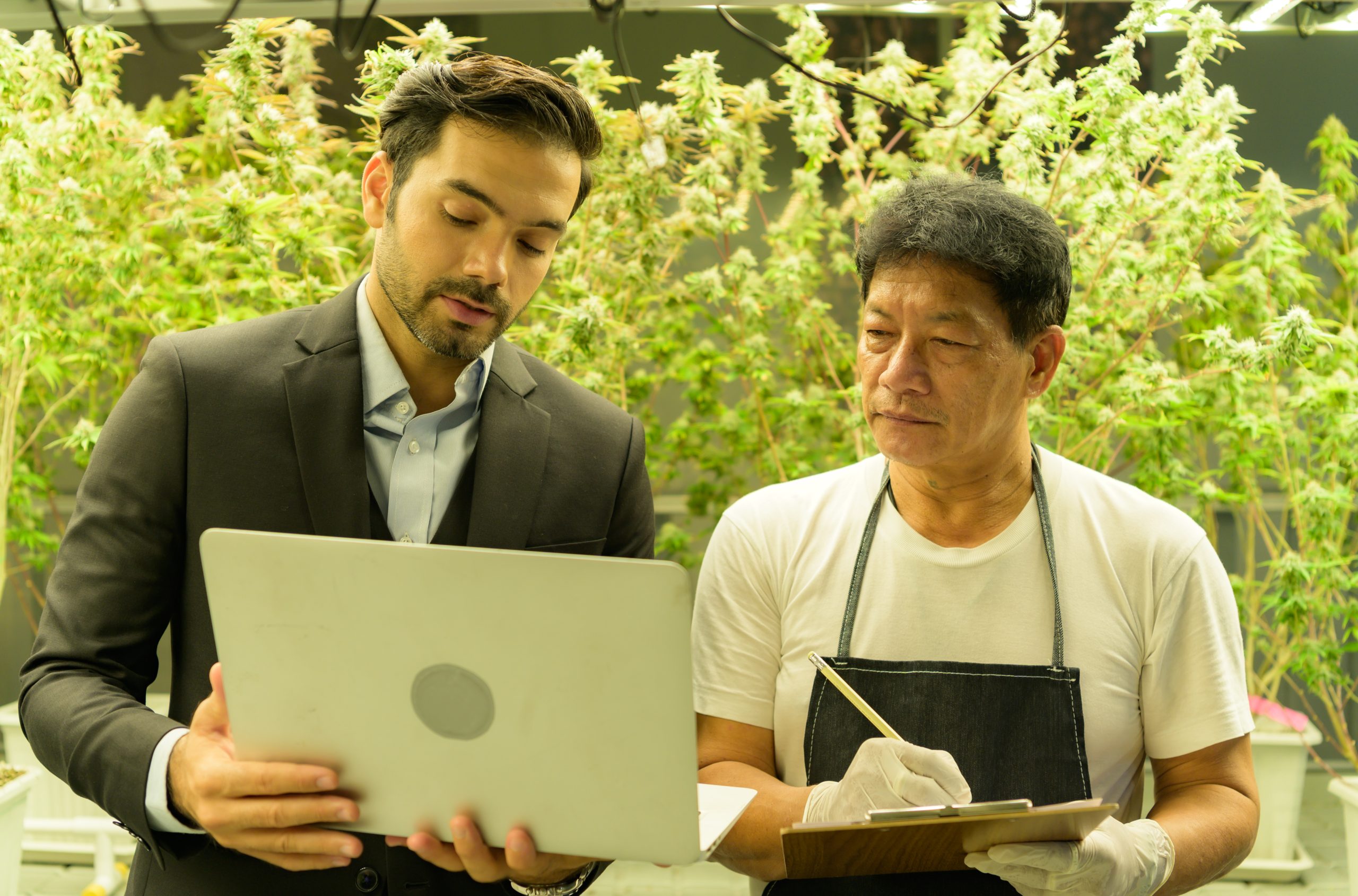 Students learning cannabis entrepreneurship through online business educa