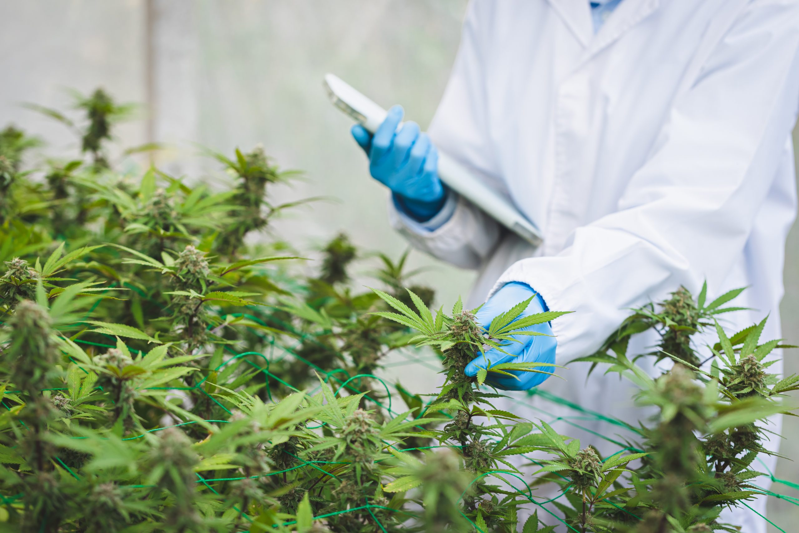 Cannabis regulations compliance officer risk audit
